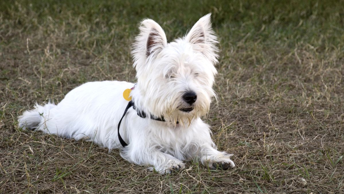 West Highland White Terrier