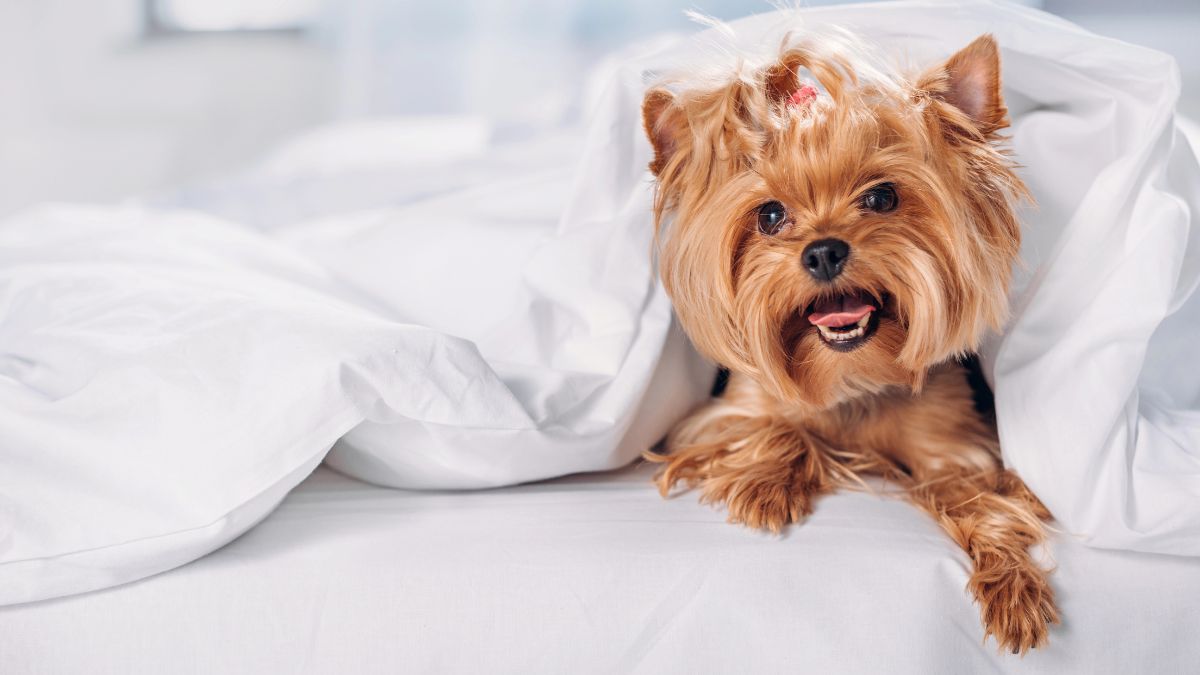 Yorkshire Terrier