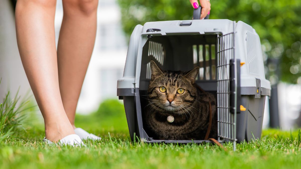 cat in carrier