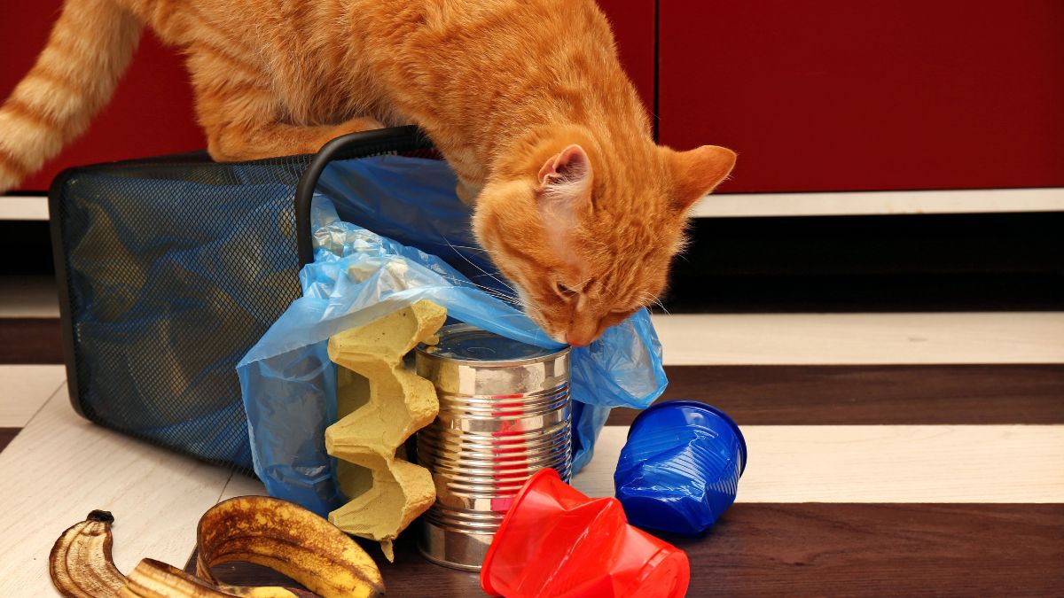cat on trash can
