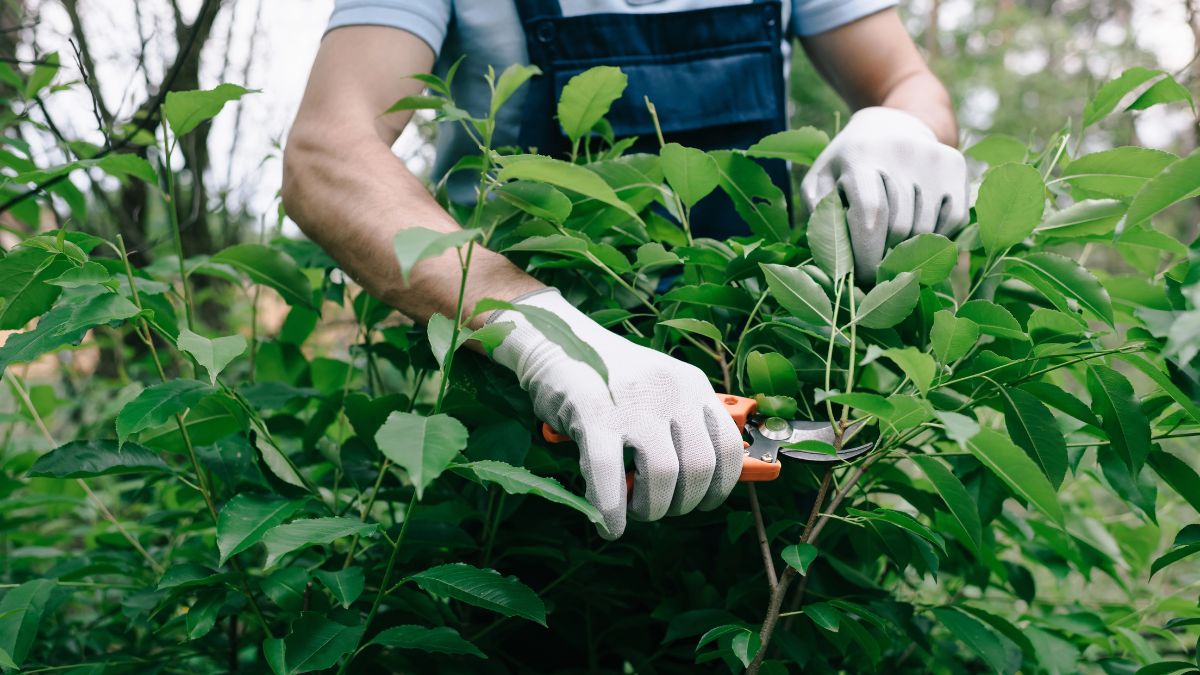 gardening