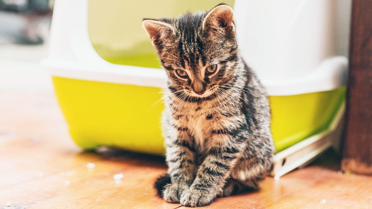 kitten outside litter box