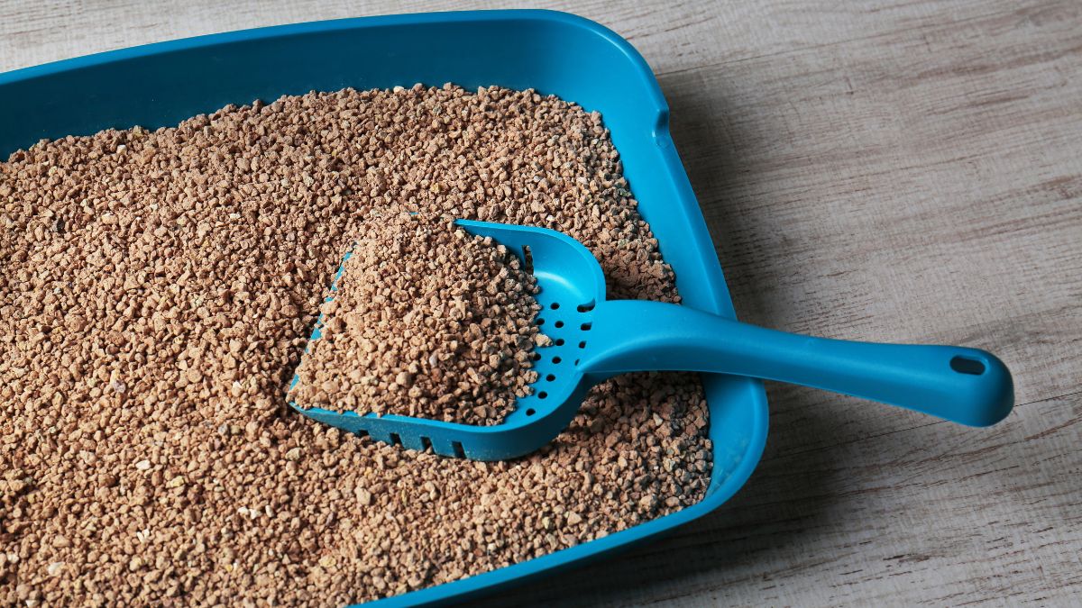 kitty litter