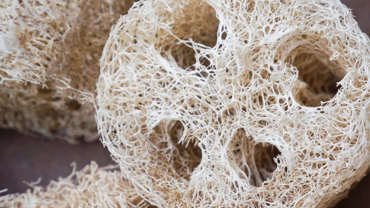 loofah