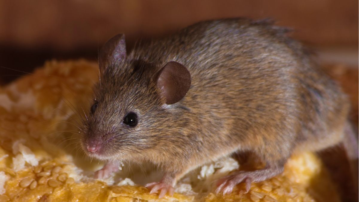 mice