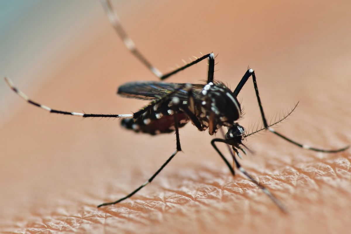 mosquito biting.