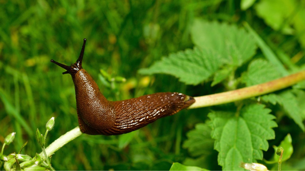 slug