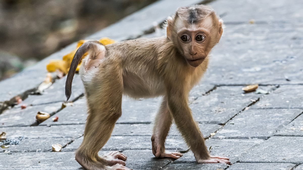 monkey