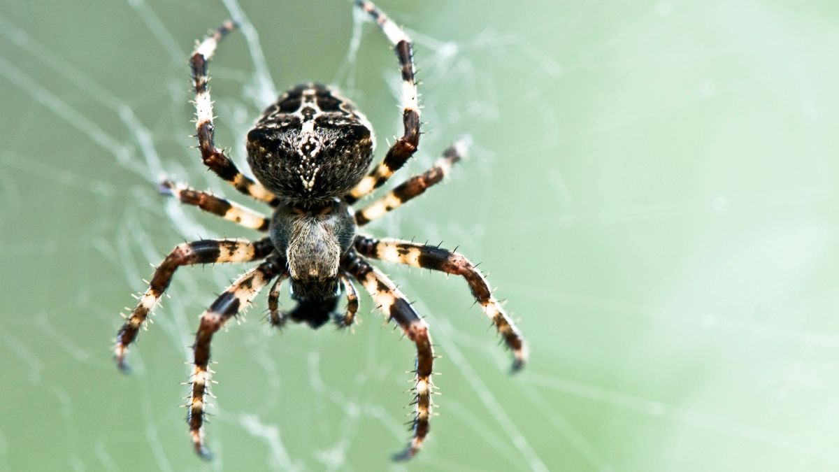 spider
