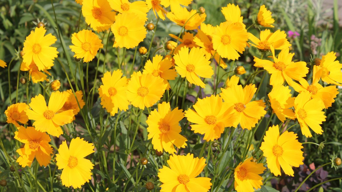 tickseed
