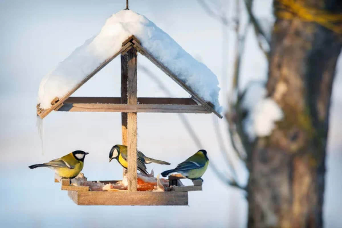 Bird Feeder Winter