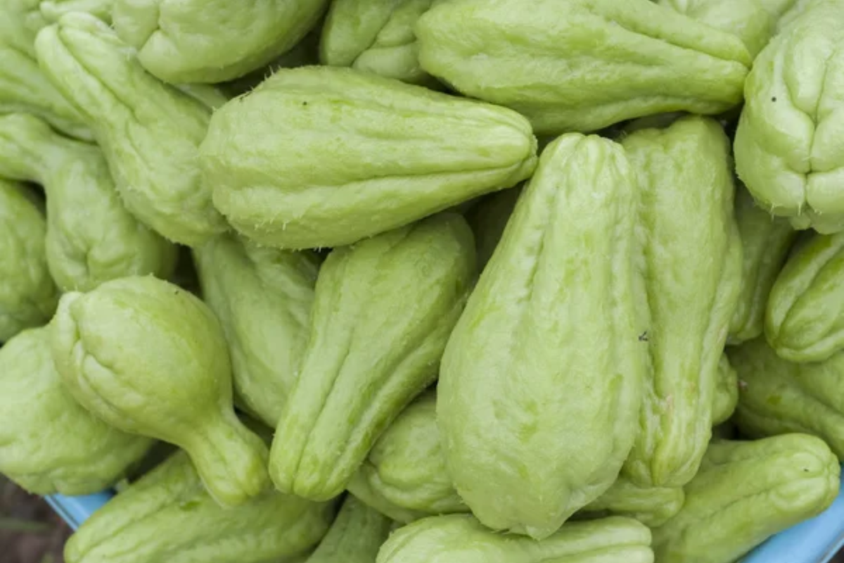 Chayote