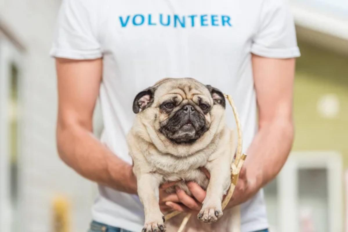 Dog Animal Shelter