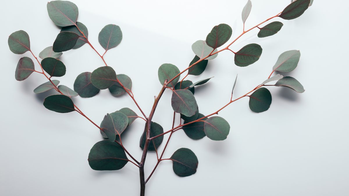Eucalyptus
