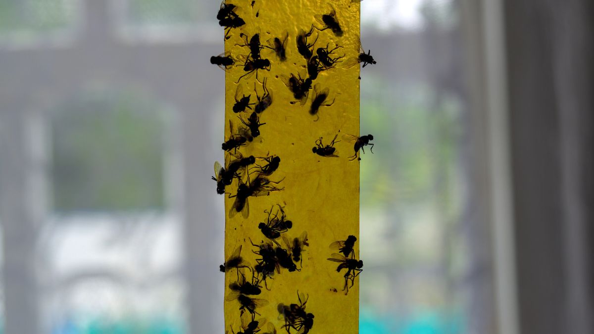 Fly Paper with Honey