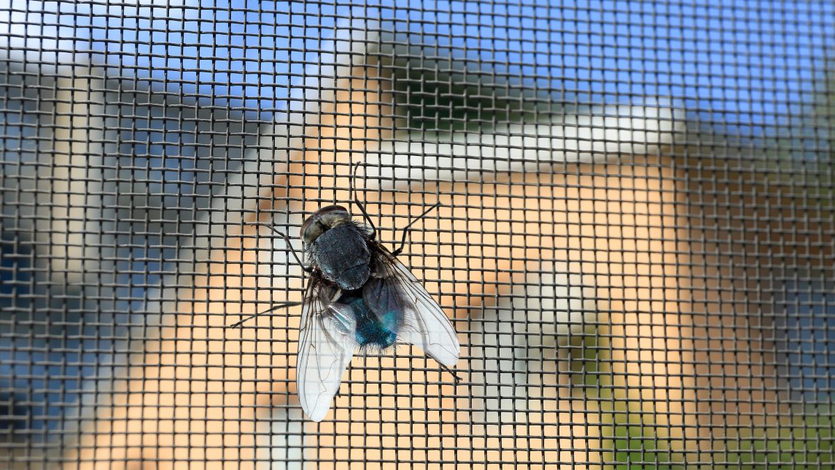 Fly Screens