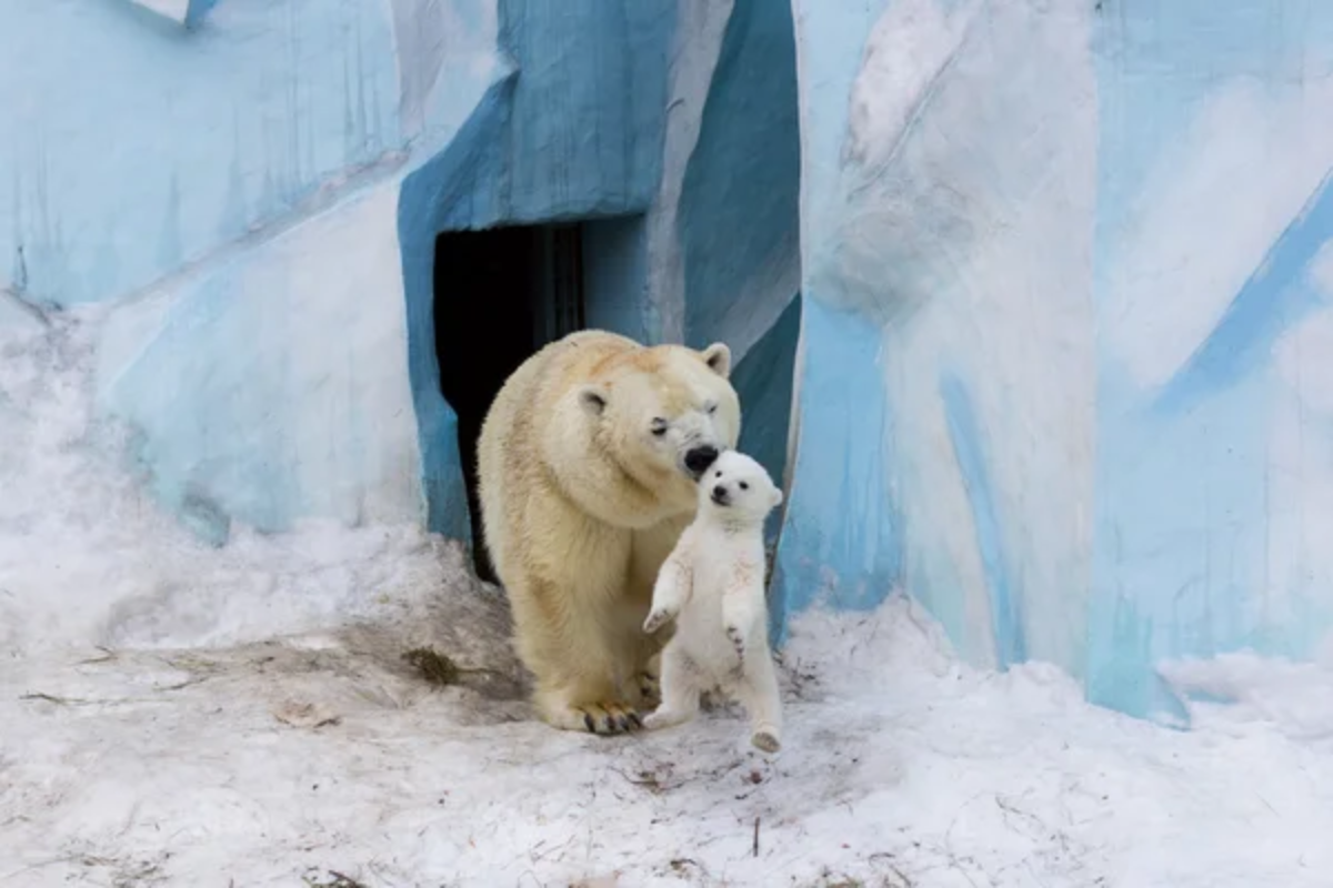 Polar Bear Zoo
