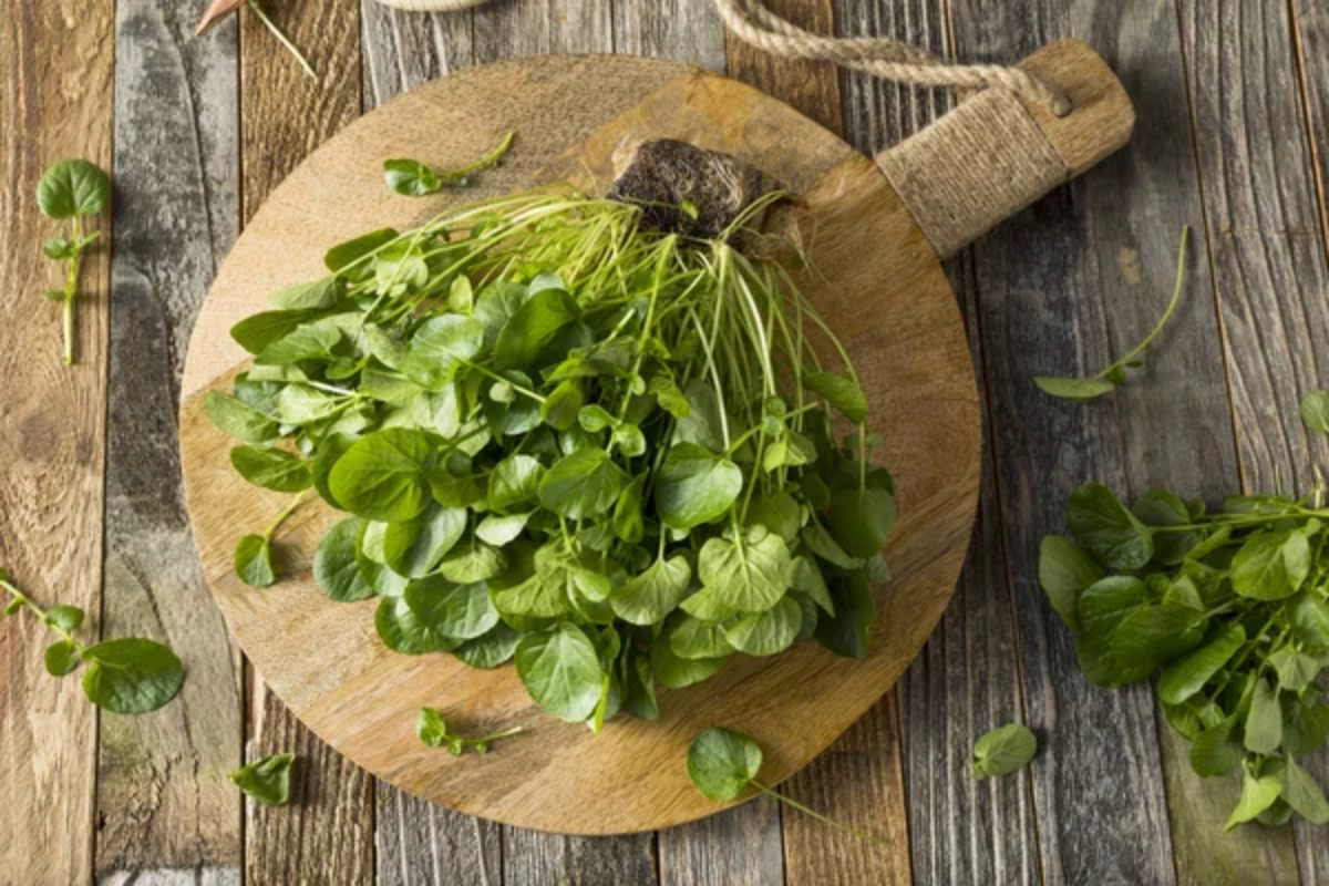 Watercress