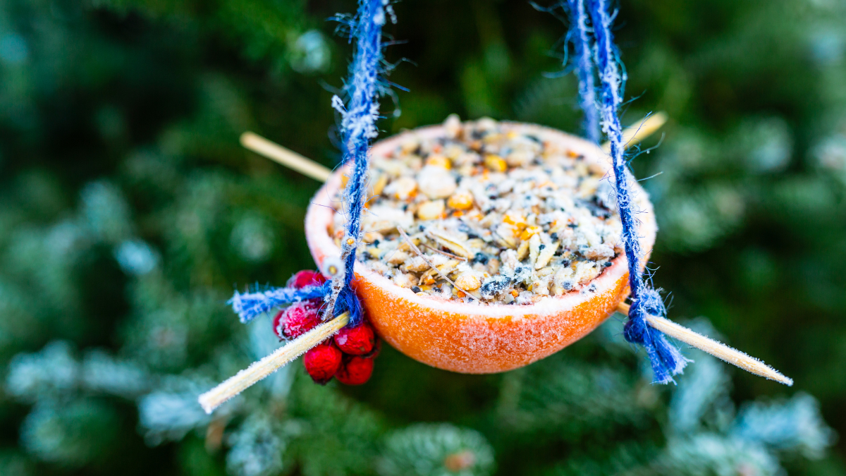 bird feeder