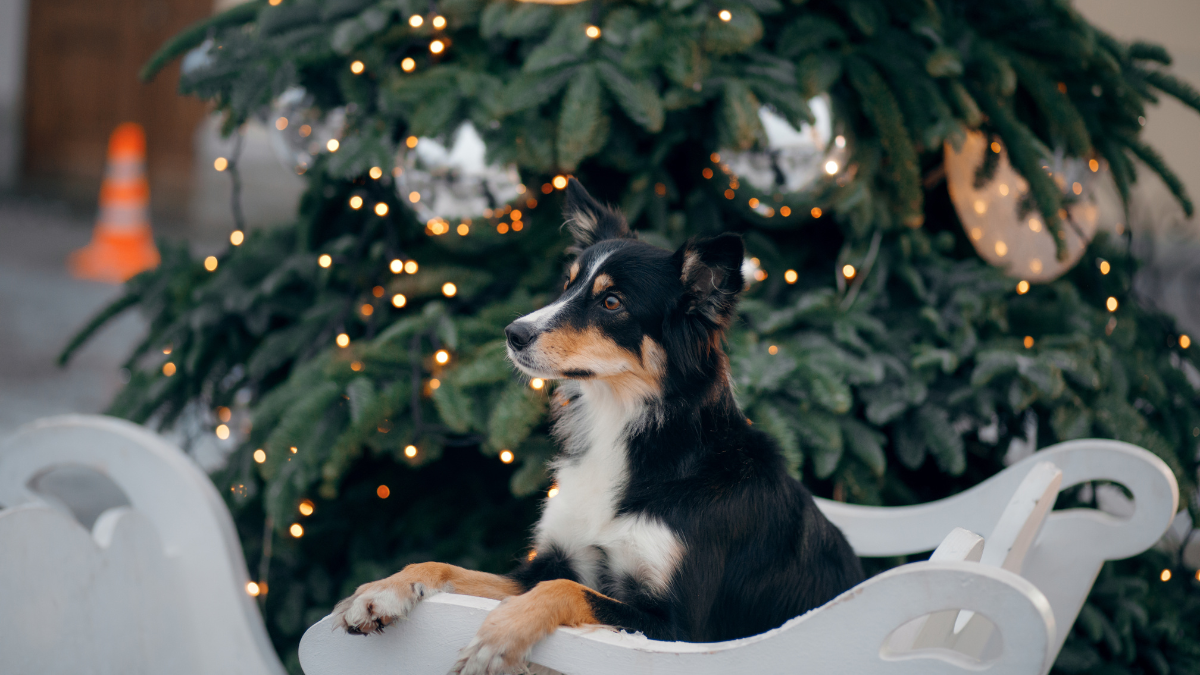 dog in sleigh