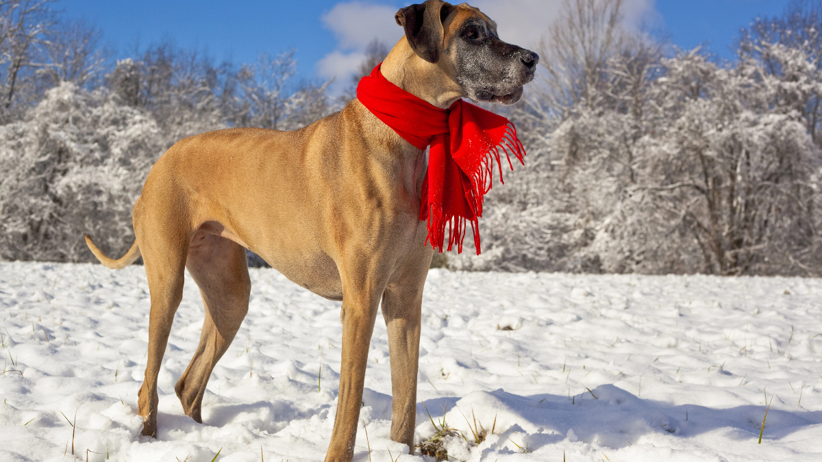 dog with scarf
