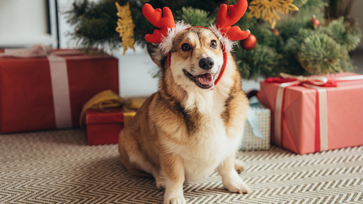 dog with antlers