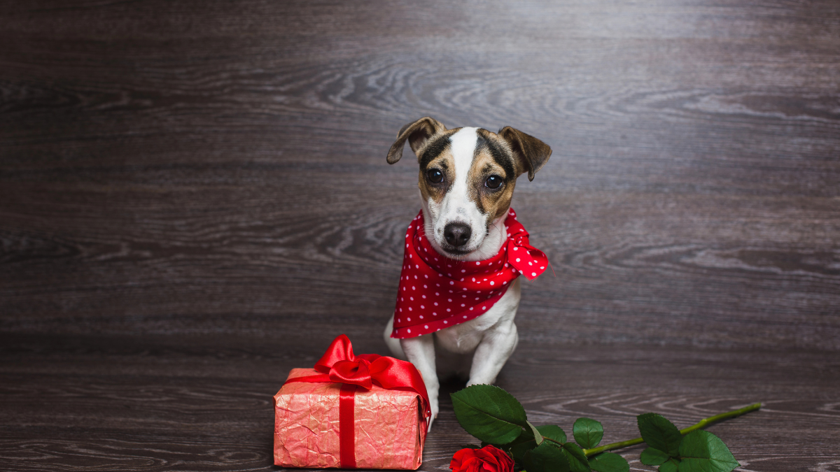 dog with gift