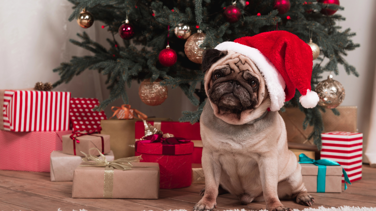 dog with gifts