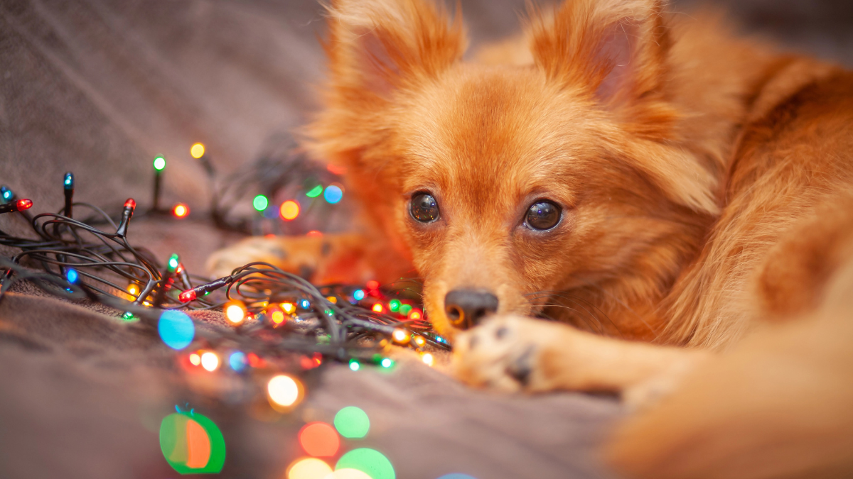 dog with lights