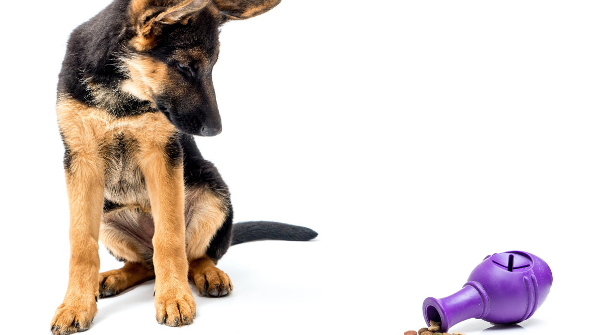 dog with toy
