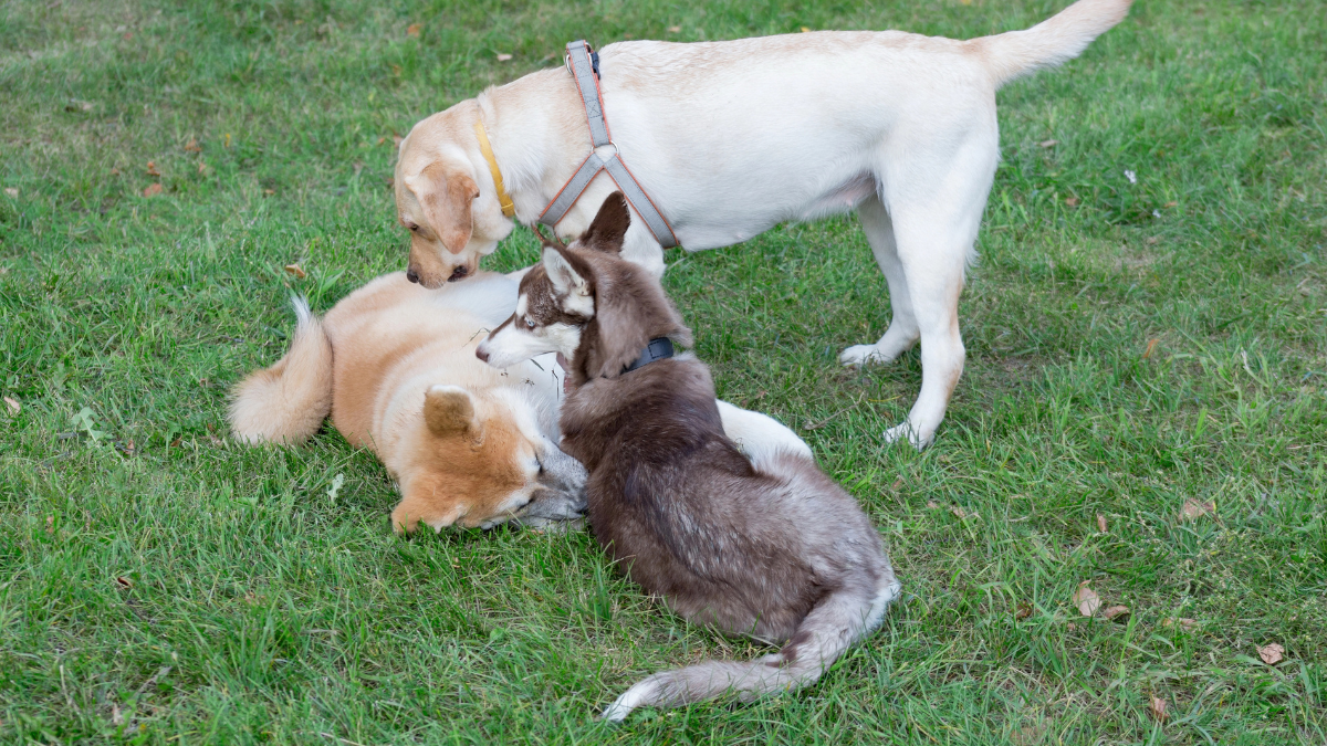 dogs playing