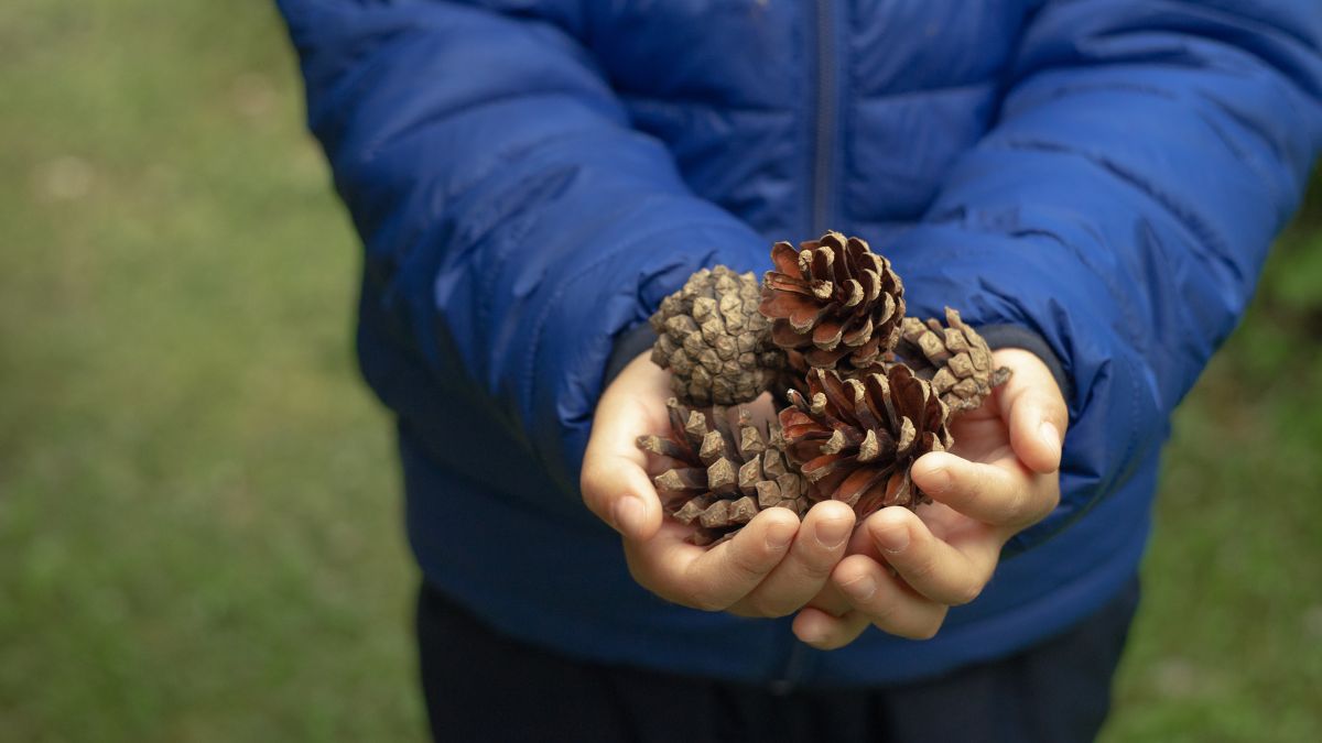 kid holding pinecones