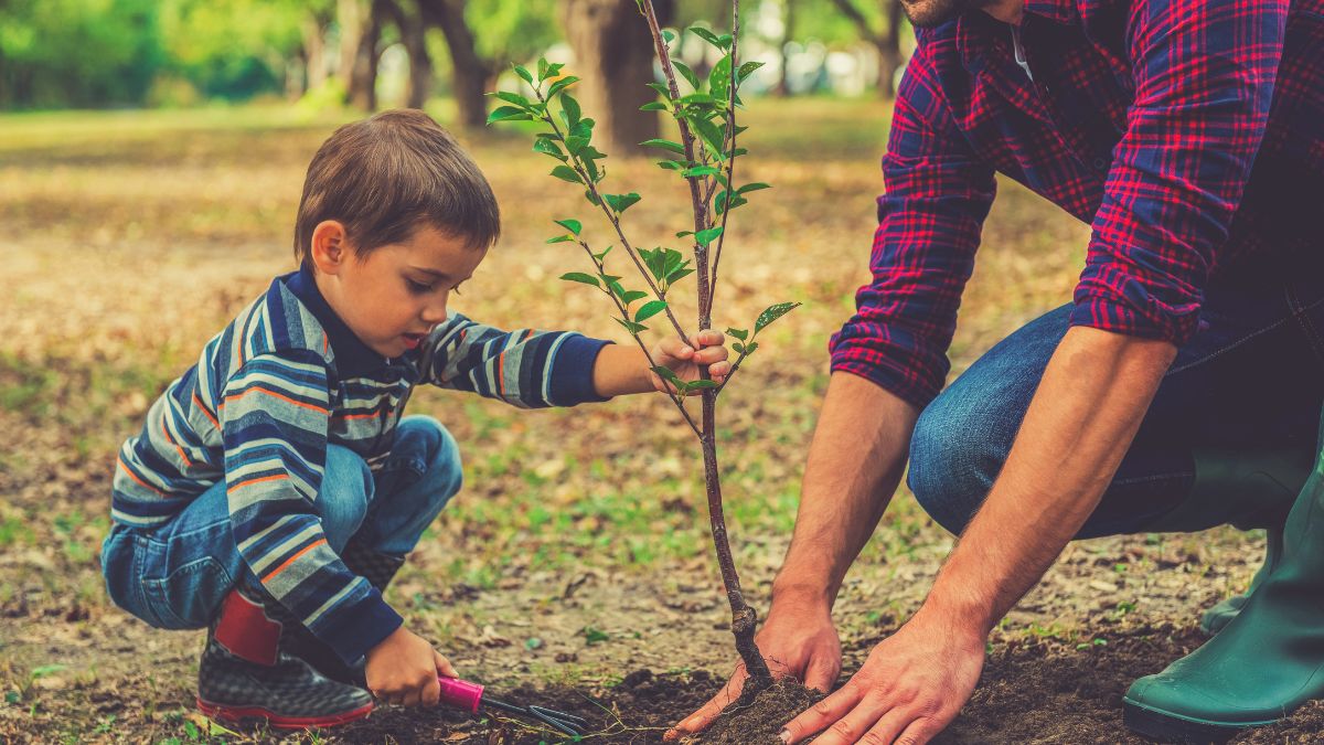 plant a tree