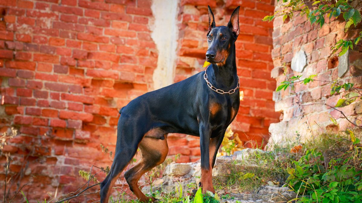 Doberman Pinscher