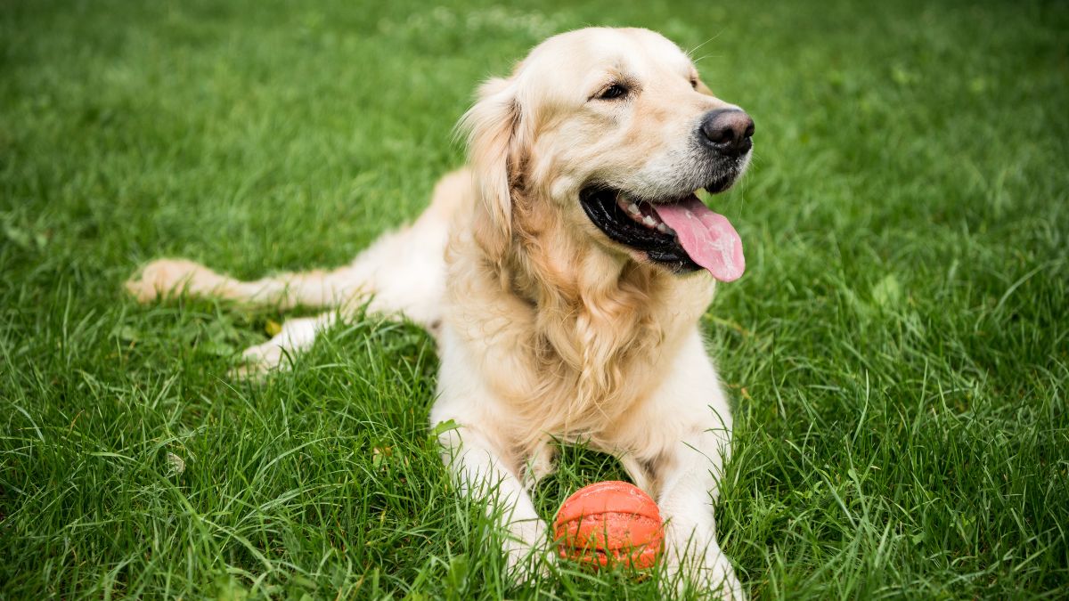 Golden Retriever