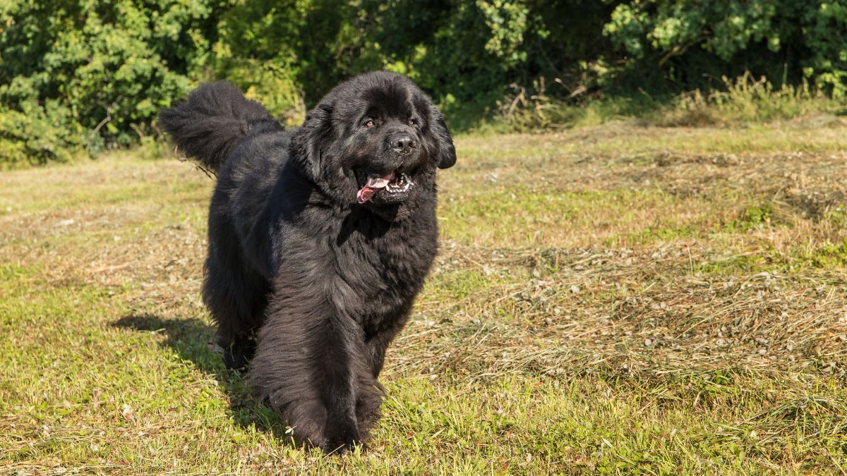 Newfoundland