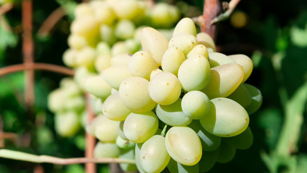 grapes