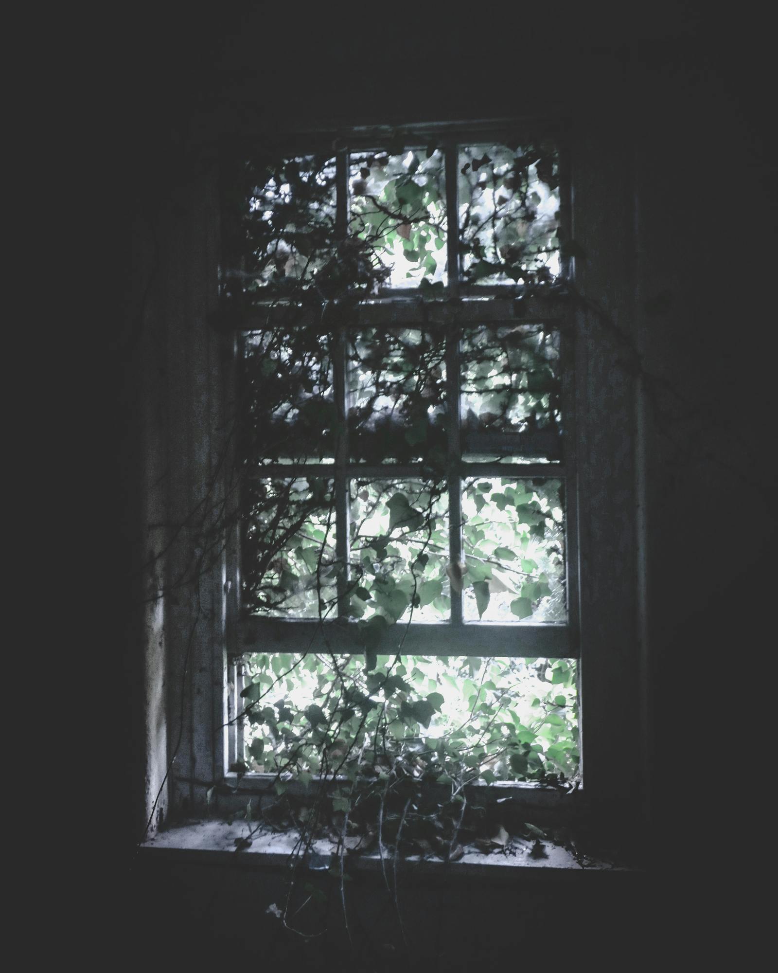 A haunting view through a window overgrown with vines in an abandoned building, capturing a sense of decay and mystery.