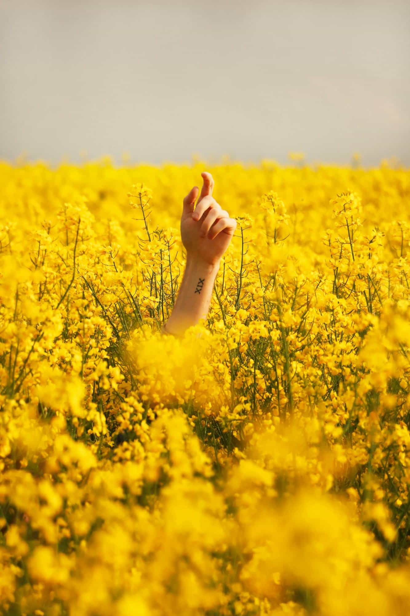 A single hand with tattoo raises amidst a vibrant yellow canola field under daylight.
