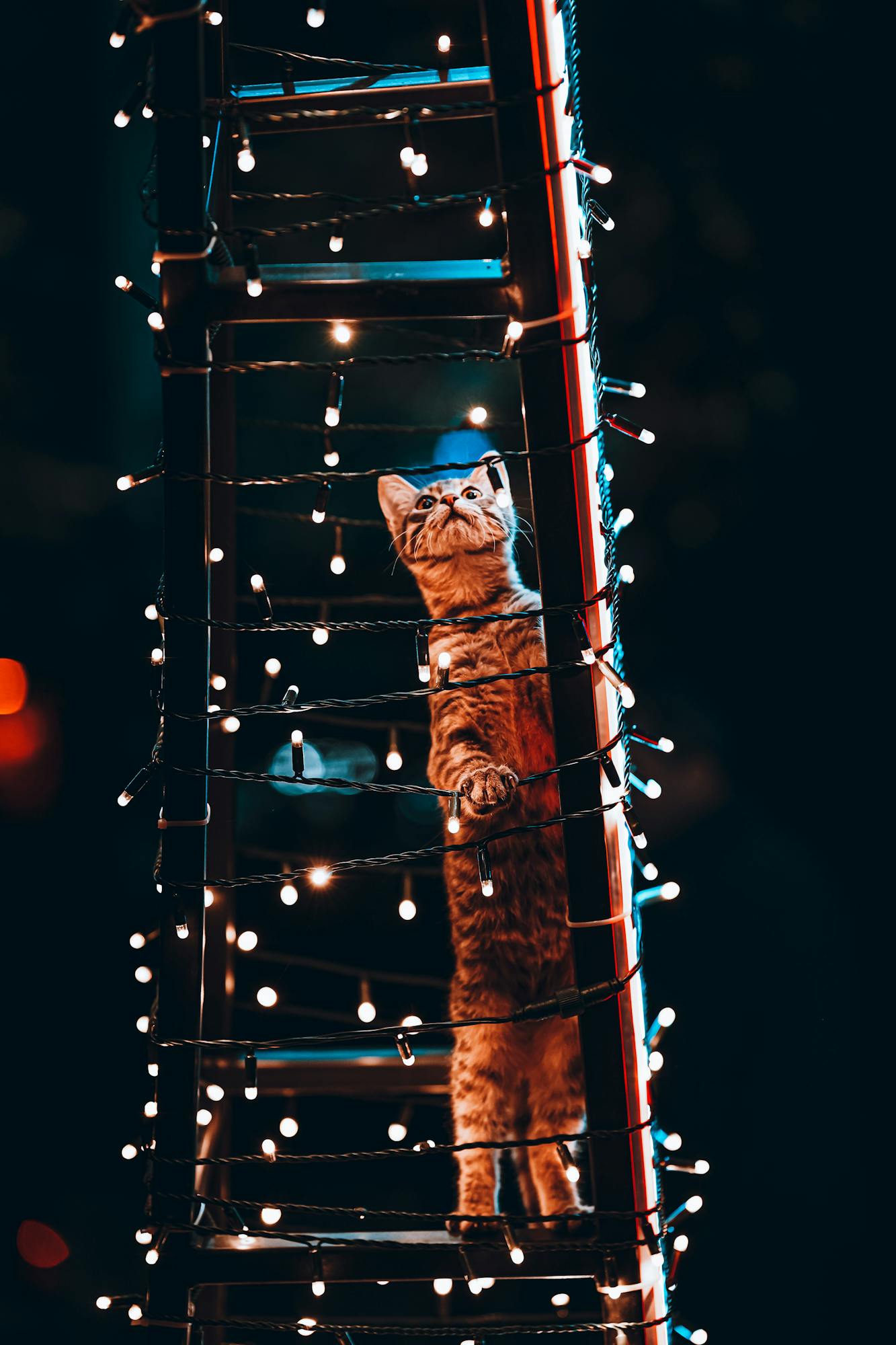 A curious cat climbs a ladder adorned with lights, set at night in Ankara, Türkiye.