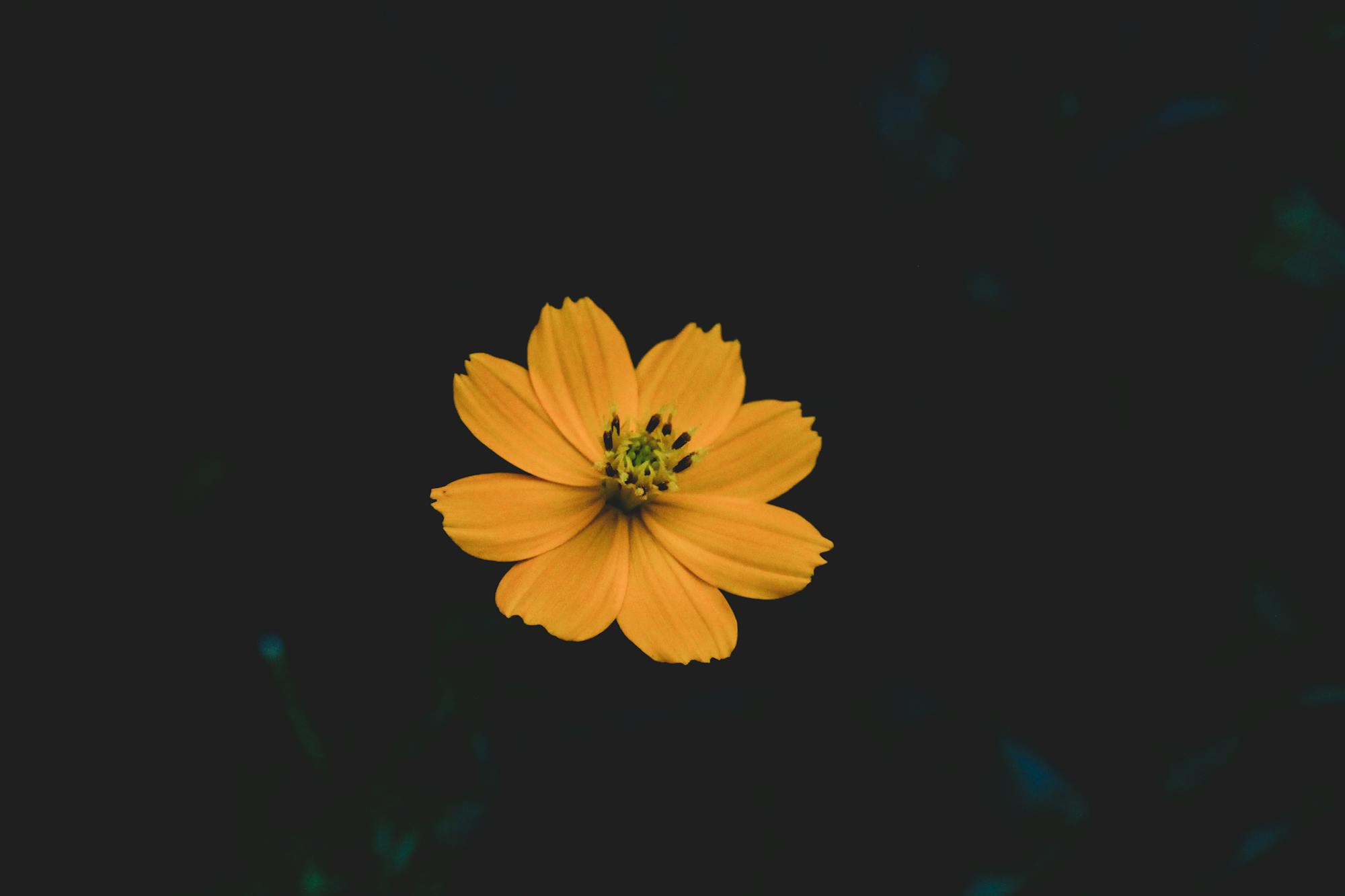 Beautiful golden cosmos flower blooming against a dark background, showcasing natural elegance.