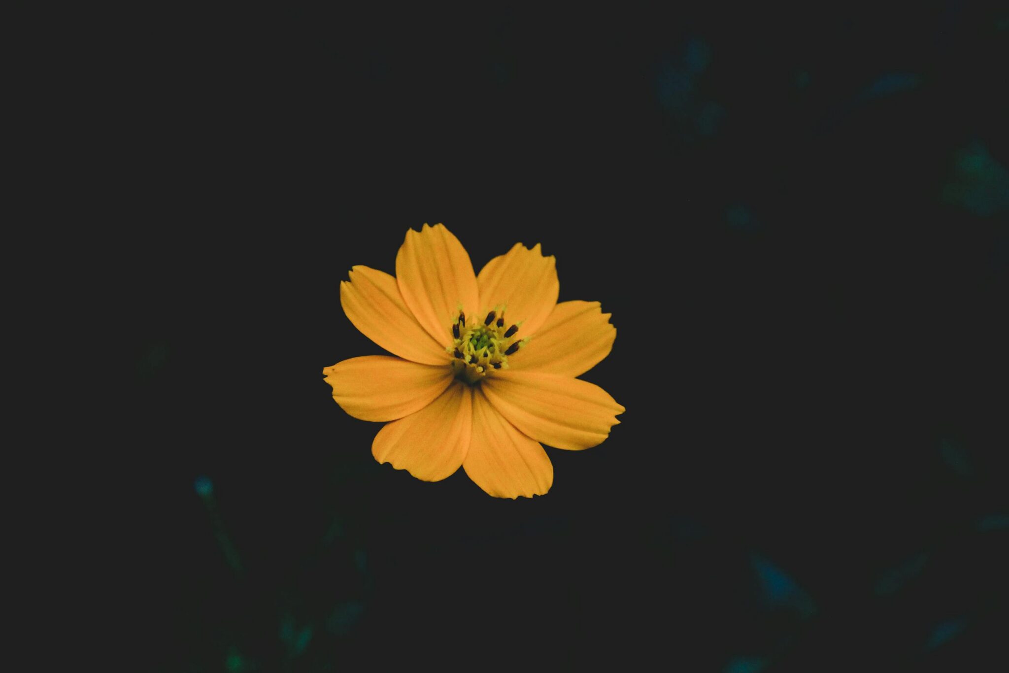 Beautiful golden cosmos flower blooming against a dark background, showcasing natural elegance.