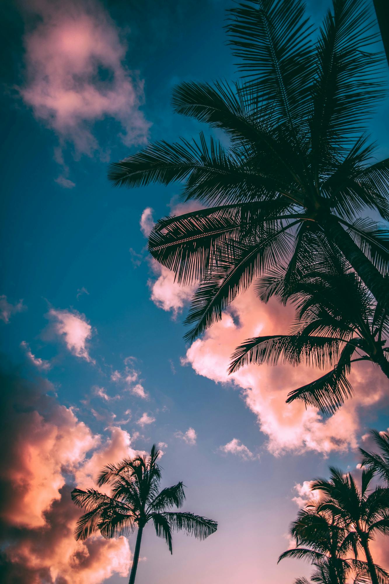 Stunning tropical scene with palm trees silhouetted against a colorful twilight sky, evoking vacation vibes.