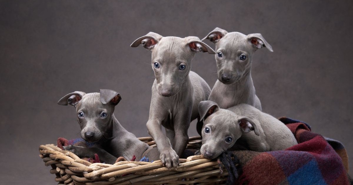 15 Dog Breeds That Thrive Indoors: The Perfect Companions for Cozy Living