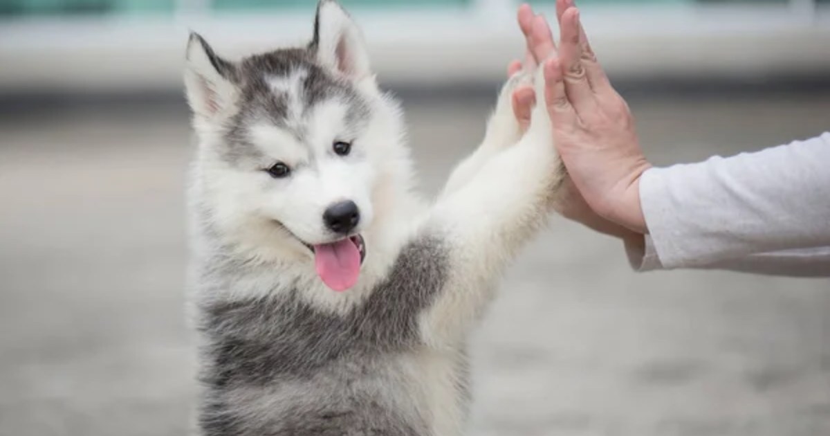 15 Foods You Should Never Feed Your Dog
