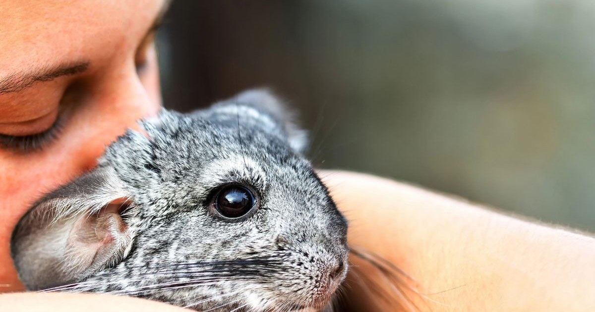 15 Low-Maintenance Pets That Are Still Fun and Full of Personality