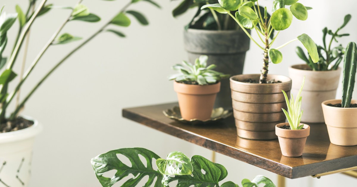 15 of the Best Indoor Plants for Low-Maintenance Living