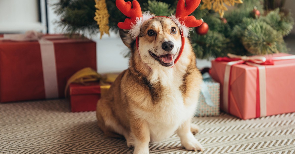 15 Pawsome Ways to Celebrate the Holidays with Your Pets