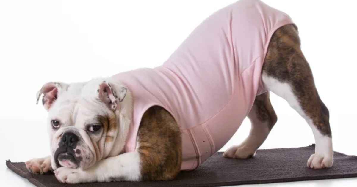 15 Reasons Why Regular Exercise Is Crucial for Your Pet’s Health