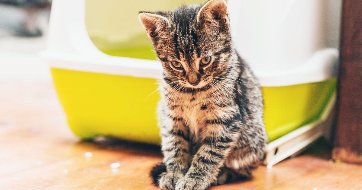 15 Surprising Uses for Kitty Litter Besides Your Cat’s Litter Box